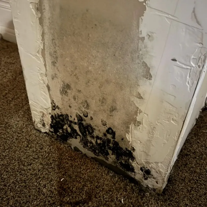 Professional Mold Removal in Sistersville, WV